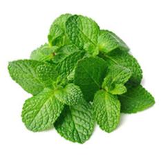 MINT LEAVES