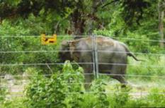 solar elephant fencing  