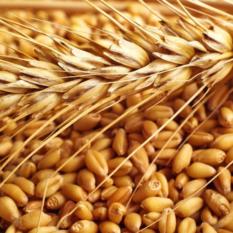Wheat